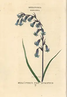 Duppa: Blue harebell, Hyacinthoides non-scripta