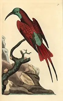 Merops: Blue-headed bee-eater, Merops muelleri