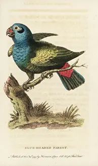 Blue Headed: Blue-headed parrot, Pionus menstruus