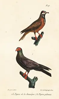 Oeuvres: Blue-headed quail-dove (endangered) and black