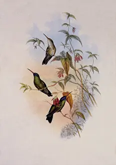 Sapphire: Blue-Headed Sapphire, Eucephala Grayi
