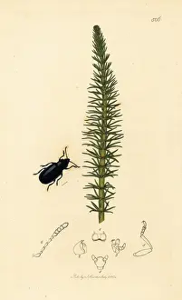 John Curtis: Blue helodes beetle and mare's tail