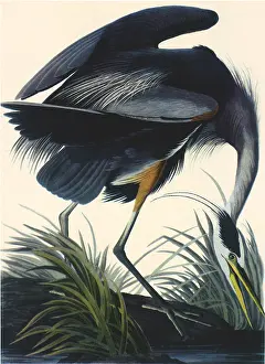 Storks: Blue Heron