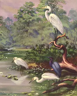 Storks: Blue Heron, Egrets