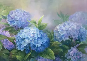 Hydrangea: Blue Hydrangea