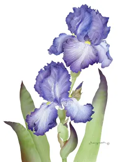 Makroushenka: Blue Iris