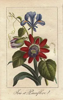 Passionflower: Blue iris and passionflower, Iris spuria and