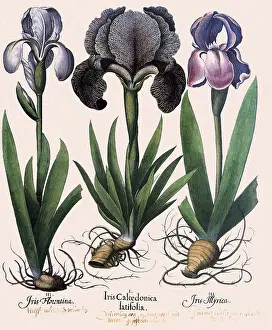 Florentina: Blue Irises