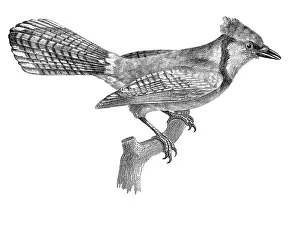 Lithographed: Blue Jay