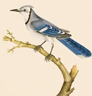 Battersby: Blue Jay