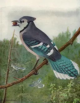 Clings: Blue Jay