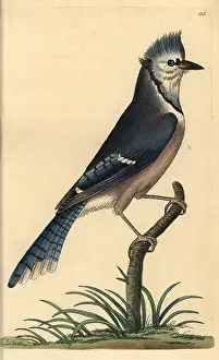 Cyanocitta: Blue jay, Cyanocitta cristata