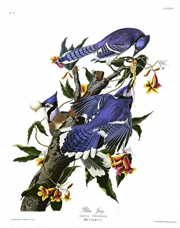 Corvus: Blue Jay, by John James Audubon
