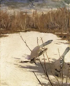 Thayer: Blue Jays, Cyanocitta cristata