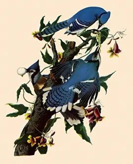Jays: Three Blue Jays Feeding