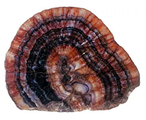 Crystalline: Blue John specimen