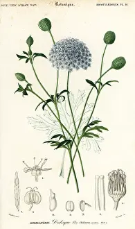 Louis Joseph Edouard Maubert: Blue lace flower, Trachymene coerulea