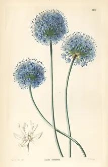 Garlic: Blue leek, Allium caeruleum