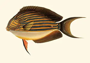 Lineatus: Blue-lined Surgeonfish, Acanthurus lineatus