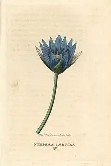 Nymphaea: Blue lotus of the Nile, Nymphaea caerulea
