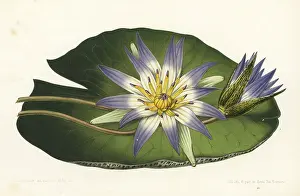Stroobant: Blue lotus, Nymphaea nouchali var. caerulea