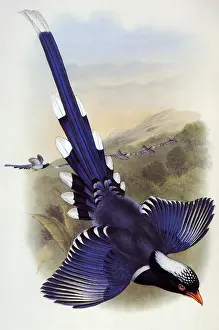 Magpie: Blue Magpie