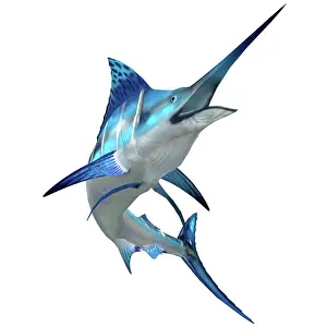 Swordfish: Blue Marlin