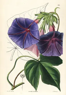 Ipomoea: Blue morning glory, Ipomoea indica