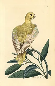 Nodders: Blue parakeet, Psittacus pallidus, extinct