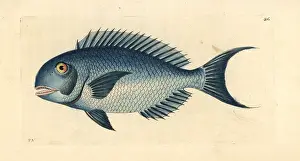 Caerulea: Blue parrotfish, Scarus coeruleus