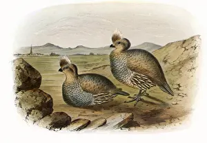 Partridge: Blue Partridge, Callipepla squamata