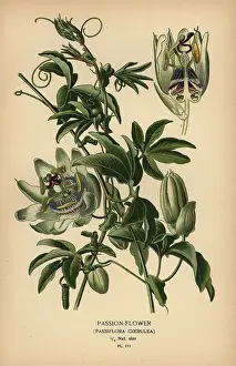 Begonia: Blue passion-flower, Passiflora caerulea