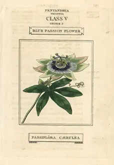 Passionflower: Blue passionflower, Passiflora caerulea