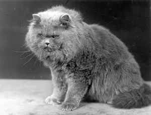 Tomlinson: BLUE PERSIAN CAT