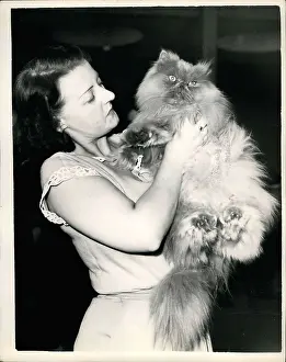 Adonis: Blue Persian cat, Priory Adonis, prizewinner, London