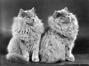 Rosemary: TWO BLUE PERSIAN CATS