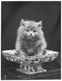 Dish: BLUE PERSIAN KITTEN/1936