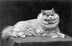 Reclines: BLUE PERSIAN LYING