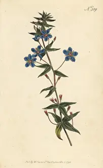 Stephen Couchman: Blue pimpernel, Lysimachia monelli