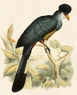 Doves: Blue Plantain-eater, Corythaeola cristata