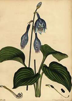 Volume 1: Blue plantain lily, Hosta ventricosa