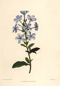 Capensis: Blue plumbago, Plumbago auriculata