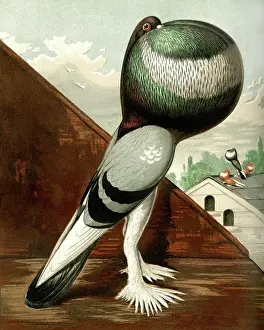 Pigeons: Blue Pouter Cock Pigeon