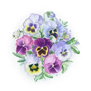Pansies: Blue, purple and pink Pansies