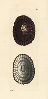 Conchology: Blue-rayed limpet, Patella pellucida