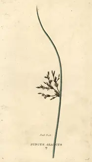 Duppa: Blue rush, Juncus inflexus