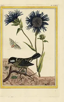 Chinoiserie: Blue safflower, Carthamus caeruleus