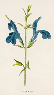 Sage: BLUE SAGE