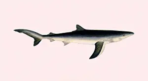 Belly: Blue Shark