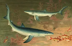 Sharks: Two Blue Sharks